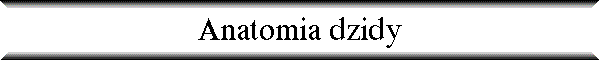 Anatomia dzidy