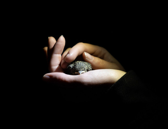 Sztuczne światło nocne zmienia życie ptaków